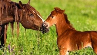 horse foal with mother