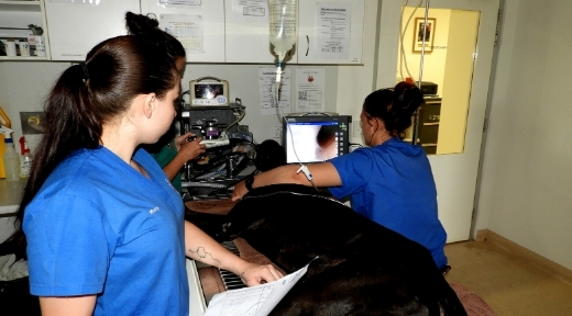 Nurses Diganosing a pet