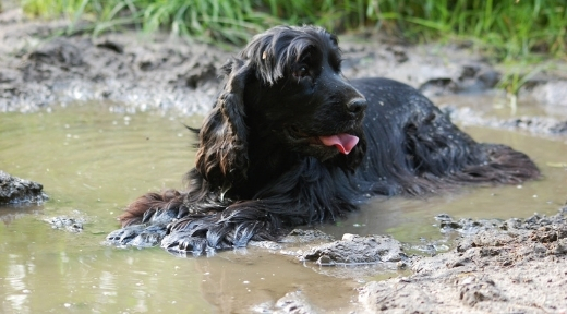 Dog sitting in a puddle
