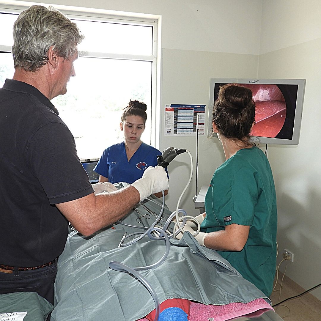 Surgeons operating at Howard Springs vet